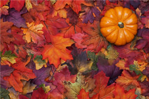 herbst november laub kuerbis 909714