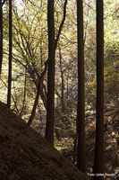 Rettenbachklamm Graz Mariatrost