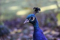 Pfau im Schlossgarten des Grazer Schlosses Eggenberg . Graz  14. Bezirk - Eggenberg