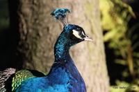 Im Schlossgarten des Grazer Schlosses Eggenberg: ein Pfau. Graz  14. Bezirk - Eggenberg