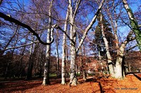 Herbst im Schlosspark - Grazer Schloss Eggenberg. Graz  14. Bezirk – Eggenberg