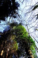 Baeume gruene Blaetter Oekoinsel Urwald Messendorfberg Graz achter Bezirk Sankt Peter 8 Foto Stefan Pajman