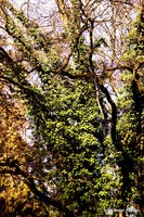 Die Grazer Öekoinsel (Messendorfberg): Graz 8. Bezirk - Sankt Peter