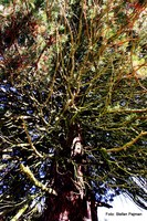 Mammutbaum Sequoioideae im Urwald am Messendorfberg: Graz 8. Bezirk - Sankt Peter