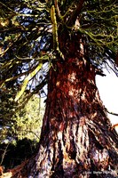 Mammutbaum Sequoioideae, ein  Zypressengewaechs in der Ökoinsel Messendorfberg: Graz 8. Bezirk - Sankt Peter