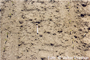 Mais,Maisfeld,Bauern,Landwirtschaft,Biosprit,globale Erwärmung,Alkohol,Umwelt