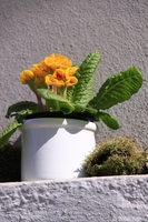 Blumentopf mit den ersten Frühlingsblumen. Graz 10. Bezirk - Ries 