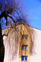 Trauerweide. Graz 10. Bezirk - Ries 