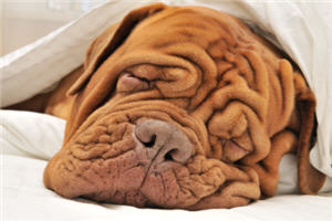 Schlafender Hund,Bonmots,Leitspruch,Sprüche,Aphorismus,Zitats,Spruch,Spüche,Sprüche Reime,Bonmots,Zitats,Zitat net,