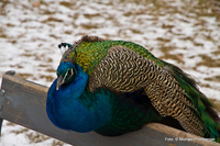 Pfau im Schloss Eggenberg  Graz