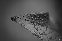 Blatt
