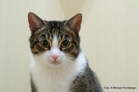 Katze