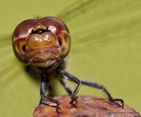 Libelle
