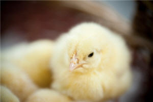 Vereine,Kücken,Küken,Graz,Hilfe,Tierkliniken,Versorgung,Vögel