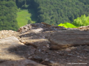 Eidechse auf der Burgruine Gösting - Graz 13. Bezirk – Gösting