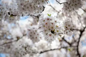 Heuschnupfen: Die Wohnung möglichst pollenfrei halten