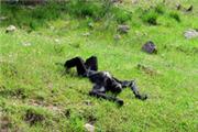 kuriose Bilder, kuriose Dinge, hetz, hetz at, kurios