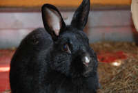 nicola ceplak tiere 01