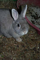 nicola ceplak tiere 03