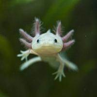 zoetrop tiere 01
