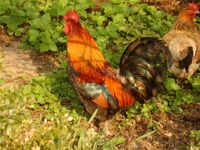 vilja neuwirth tiere 05