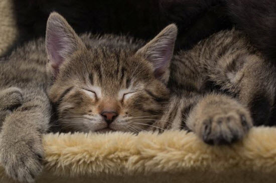 Schlafendes Katzenbaby,bengalkatze,katzennamen,norwegische waldkatze,katzenrassen,britisch kurzhaar,siamkatze,babykatzen,katzenbabys zu verschenken