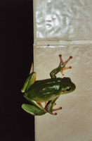 barbara reisinger tiere 01