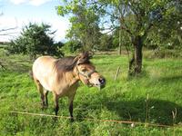 doris gruber tiere 02