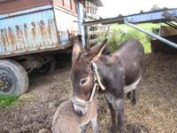 doris gruber tiere 03