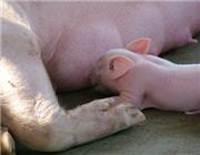 artgerechte Tierhaltung, Biobauer, biologische Landwirtschaft, Freiraum für Tiere