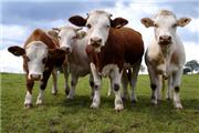 tiergerechte Haltung, biologisches Gütezeichen, Einklang mit der Natur, Naturladen, Naturwaren, Naturkostläden, Bioobst, Bio Obst, Öko Lebensmittel, Bio Gütesiegel, tierversuchsfreie, Vollwert, Bioshop, Bio Produkten, biologische Landbau, Biosiegel, ökologische Lebensmittel, biologischer Landbau, Biowein, Biokäse, ökologischer Landbau, Bionahrung, Biogemuese, tierversuchsfrei, Ökolandbau, Kosmetik, Biomilch, Bauern Produkte, Freilandeier, Biohöfe, Hofläden, Ökomarkt, Biobauern, Bio Obst, Bio Fleisch, Biobutter, Biokartoffel, Biometzger