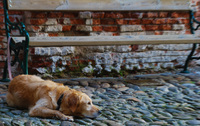 markus prll tiere 02