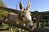 michael schnabl tiere 05