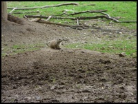 martina berger tiere 04