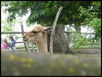martina berger tiere 05