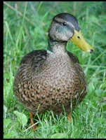 martina berger tiere 09