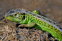 michael schnabl tiere 07