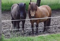 Ponys