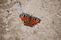 sabine fuschlberger tiere2