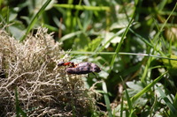 sabine fuschlberger tiere 1