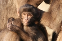 Dschelada-Junges im Tierpark Herberstein zeigt den Besuchern frech die Zunge