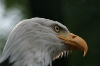 Adler auf der Greifvogelwarte in Riegersburg