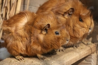Hamsterpärchen