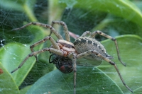 Diese Spinne hat sich im Efeugestrüpp meines Gartens ihr Abendessen geholt
