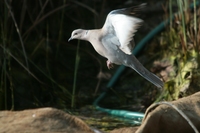 Eine Taube im Landeanflug auf meinen Gartenteich