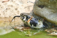 Ein echter Zungenakrobat ist diese Ringelnatter in meinem Gartenteich