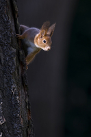 Eichhörnchen wagt sich ins Licht