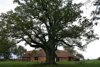 1000-jährige Eiche in Bierbaum