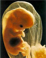 Haltbarkeit Spermien, in vitro Fertilisation, Insemination, Kinderwunsch, Kinderwunsch Schwangerschaft, klonen, künstliche, künstliche Befruchtung