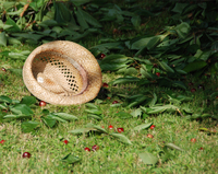zu Haus im Garten...
